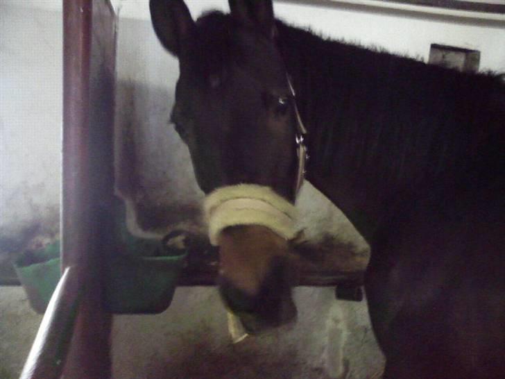 Anden særlig race Stella [elev pony] - Billede taget af Mig billede 7