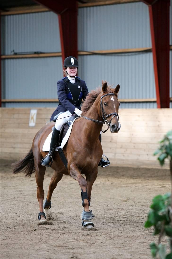 Trakehner Mazurka billede 16