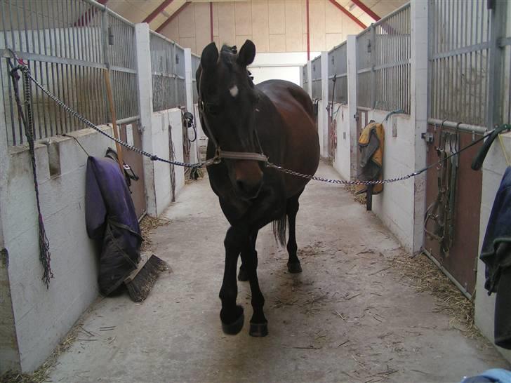 Anden særlig race Stella [elev pony] - Billede taget af Nana ;D billede 8