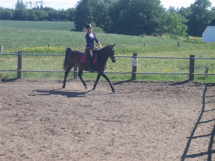 Anden særlig race Stella [elev pony] - Taget af dejlige Nana ;D billede 9