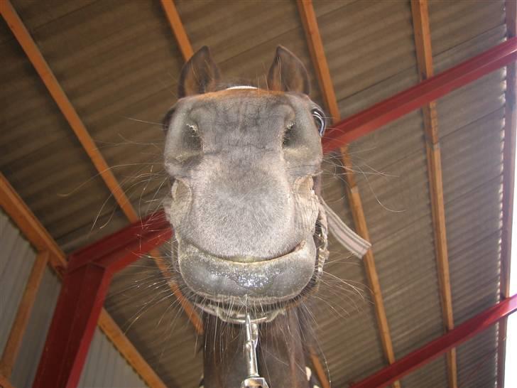 Anden særlig race Stella [elev pony] - Ligner jeg en fisk? billede taget af Nana;D billede 10