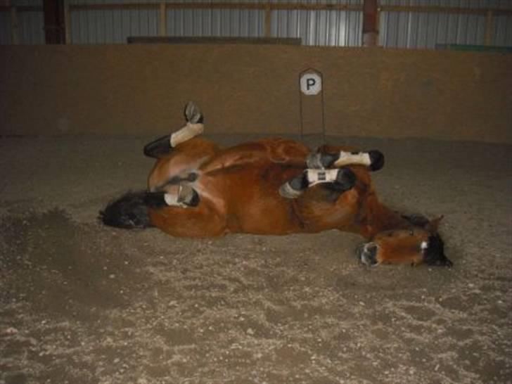 DSP Skovlundegårds Mathilde - Mathilde lever virkelig et luksusliv.. Resultat en meget tilfreds of glad pony! billede 2