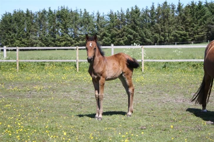 New Forest Calandias Fairytale  billede 19