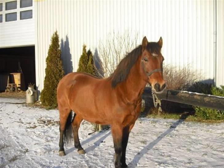 DSP Skovlundegårds Mathilde - Smukke dyr ! Mathilde nyder vintersolen.. Inden skovtur. Vinter 2009, grænge. billede 3