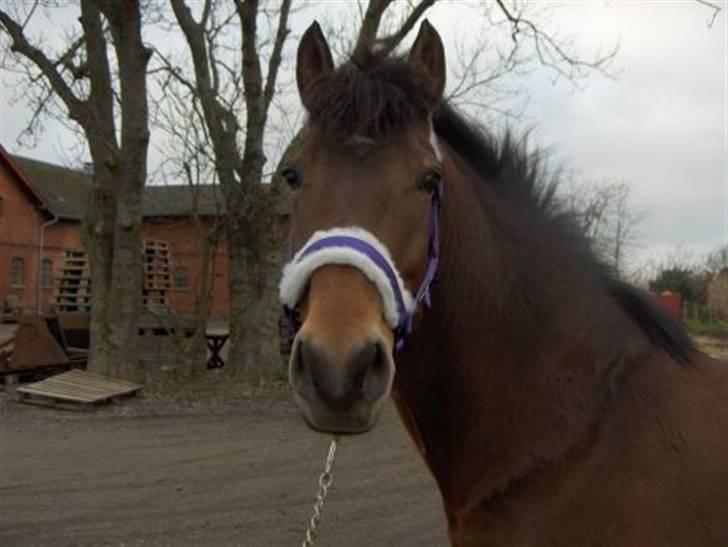 DSP Skovlundegårds Mathilde - Mathilde, det smukkeste !  billede 5