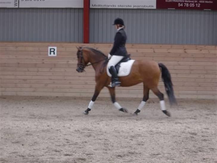DSP Skovlundegårds Mathilde - Os til stævne. Maribo rideklub og en LB2A, hvis jeg husker rigtigt! billede 6