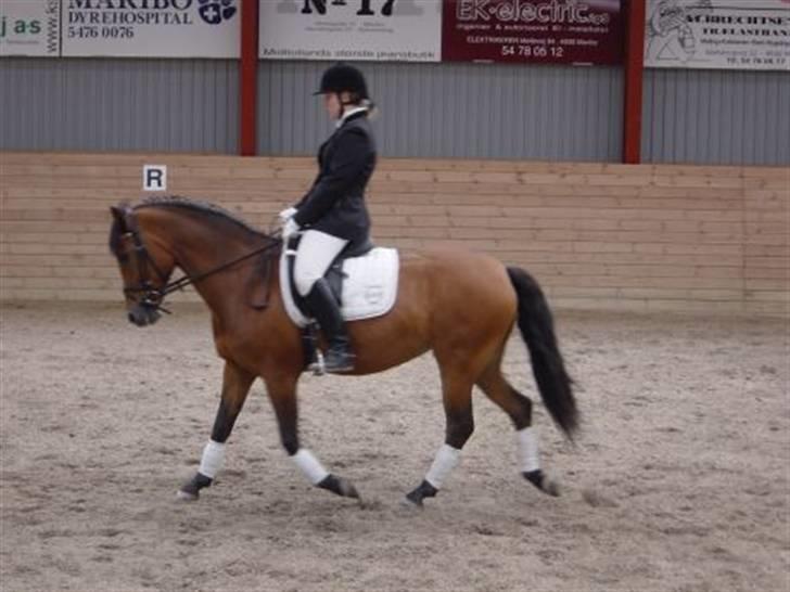 DSP Skovlundegårds Mathilde - Os til stævne. Maribo rideklub og en LB2A, hvis jeg husker rigtigt! billede 7