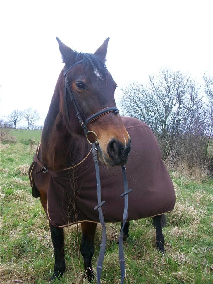 Anden særlig race quinta Soglt billede 11