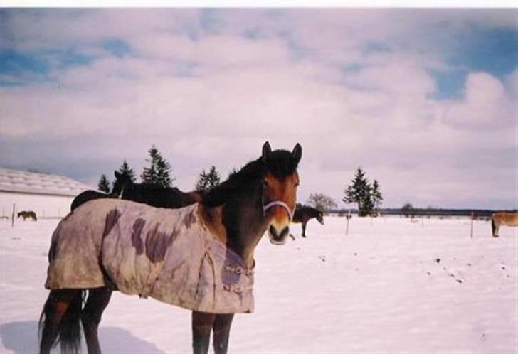 DSP Skovlundegårds Mathilde - Mathilde i vinterdres på Klimagården, sakskøbing. billede 9