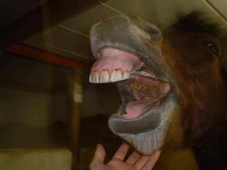 DSP Skovlundegårds Mathilde - Gab.. Lige kommet hjem fra en tur i ridehus. Vinter for nogle år siden!  billede 10