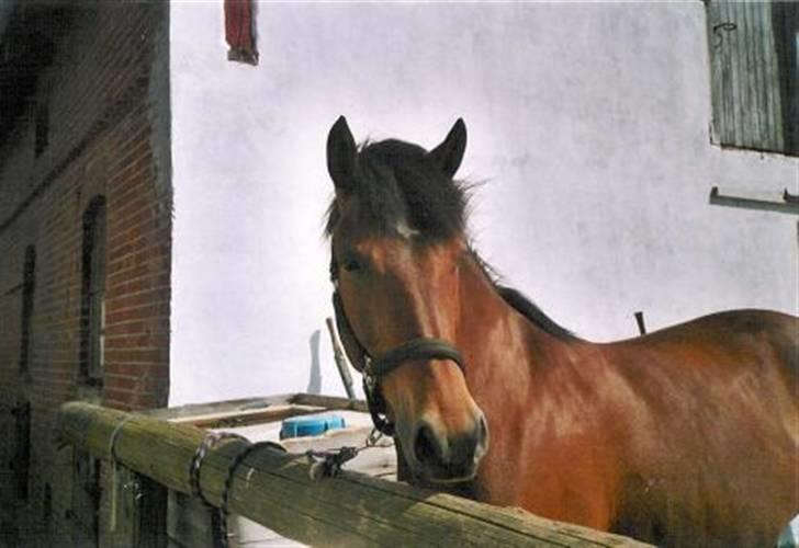 DSP Skovlundegårds Mathilde - Mathilde på Mettes gl. gårdsplads! billede 11