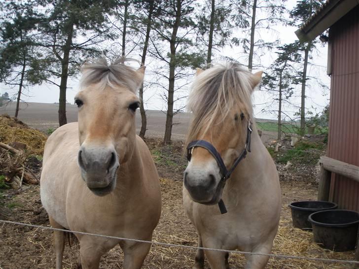 Fjordhest Perle<3 ( tøzen) Gl part - sammen med hendes kæreste ( elvis) billede 4