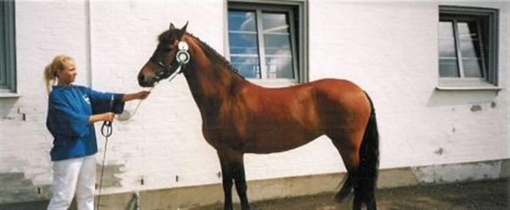 DSP Skovlundegårds Mathilde - Mathilde til sin kåring. Gik så godt som det kunne !  Gik fløj af de uægte hopper!  billede 13