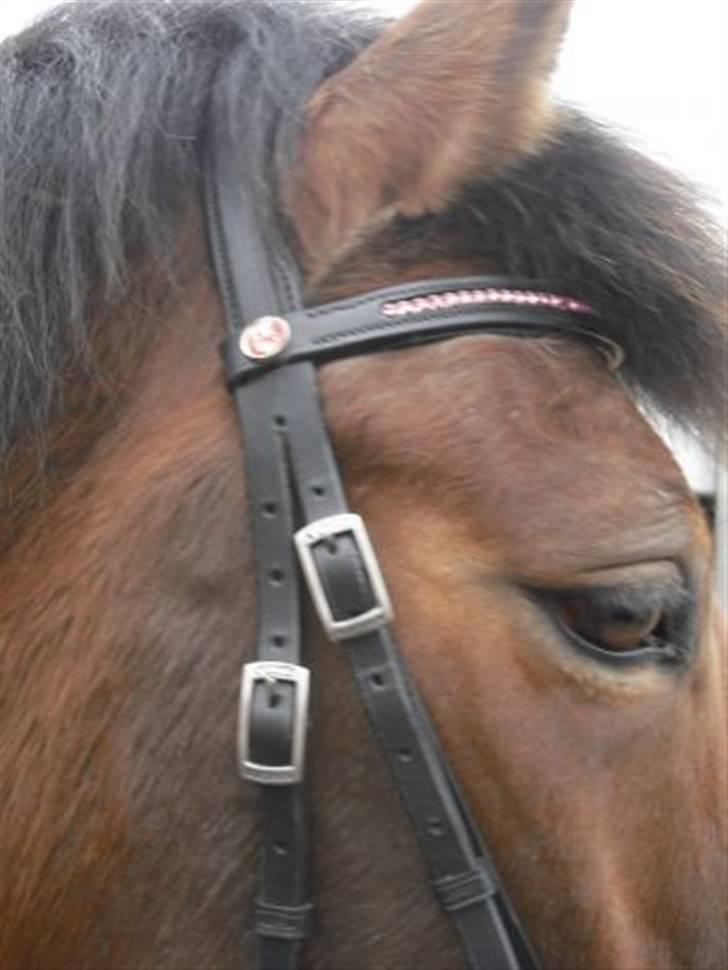 DSP Skovlundegårds Mathilde - Min smukke kieffer trense! Taak skat!  billede 14