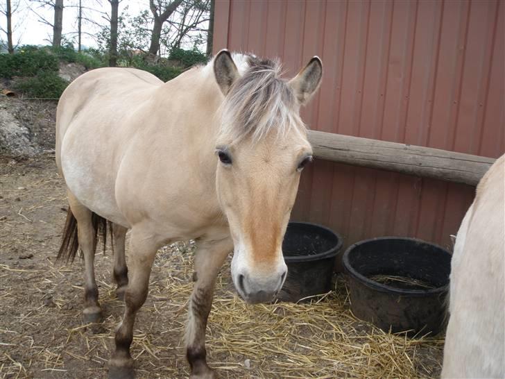 Fjordhest Perle<3 ( tøzen) Gl part - hun har ørene fremme:) jaaaah  billede 7