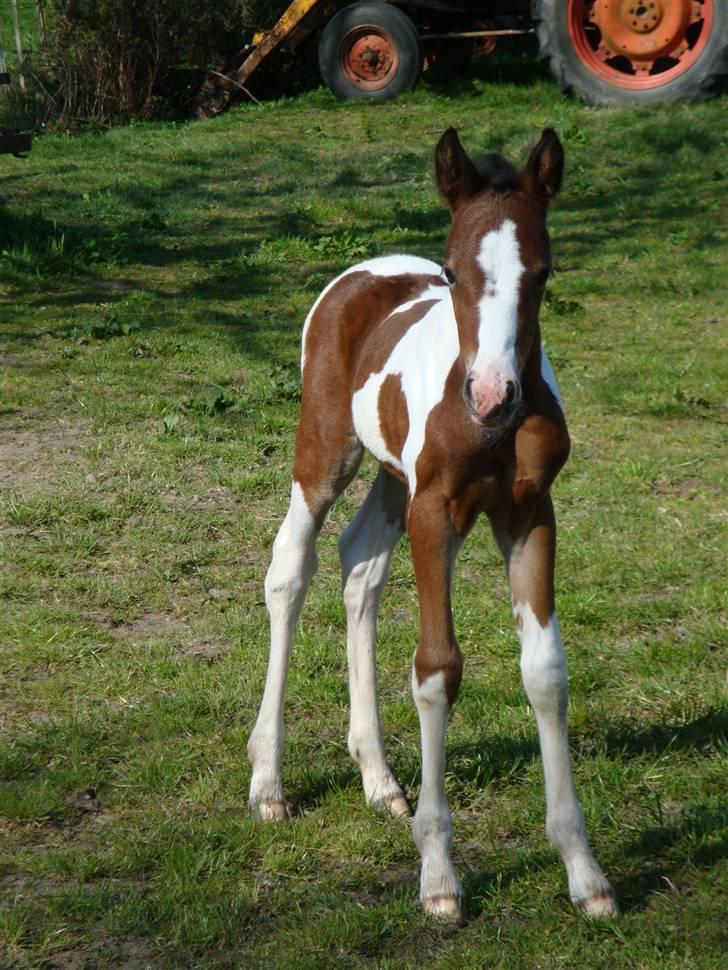 Pinto Shanti pilegaard - shanti 3 dage gammel billede 1