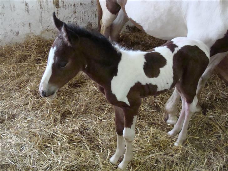 Pinto Shanti pilegaard - et par timer gammel. så fin. billede 2