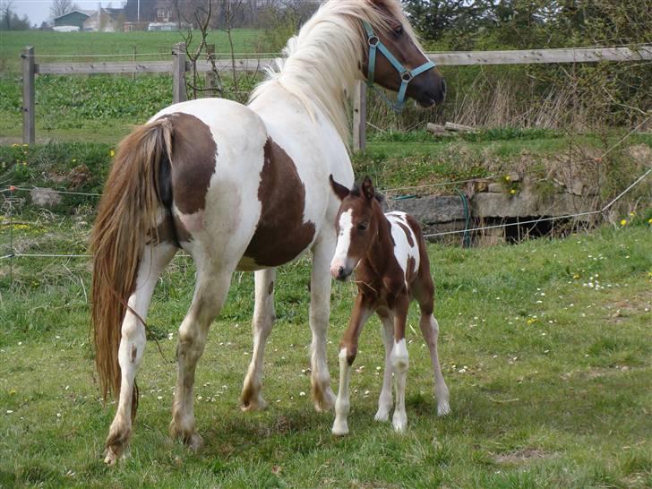 Pinto Shanti pilegaard - 10 timer gammel billede 3