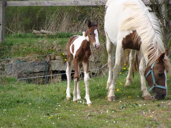 Pinto Shanti pilegaard - 10 timer gammel billede 4