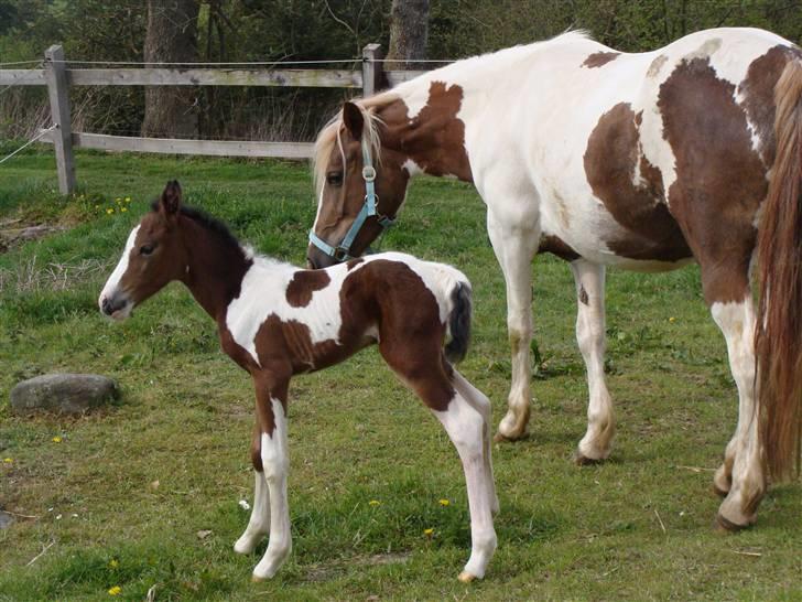 Pinto Shanti pilegaard - 10 timer gammel billede 5