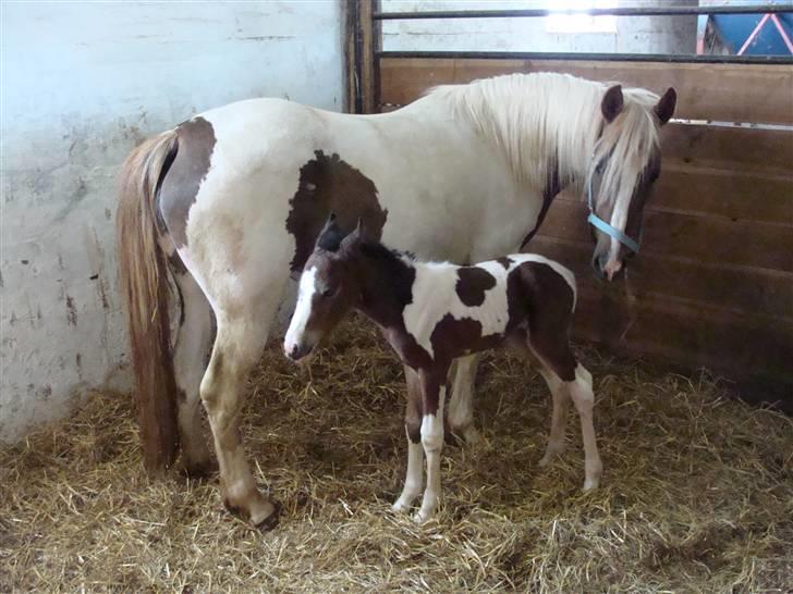 Pinto Shanti pilegaard - et par timer gammel billede 6