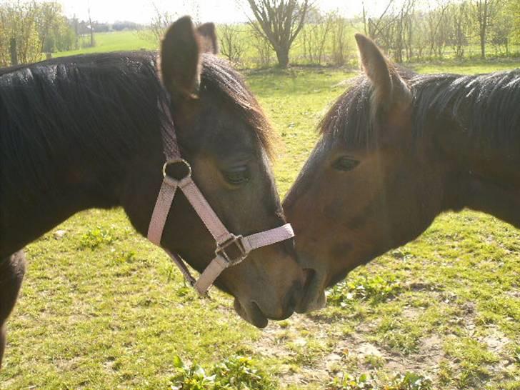 Anden særlig race Viktor billede 9