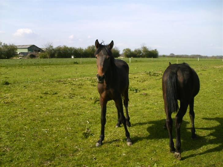 Anden særlig race Viktor billede 10
