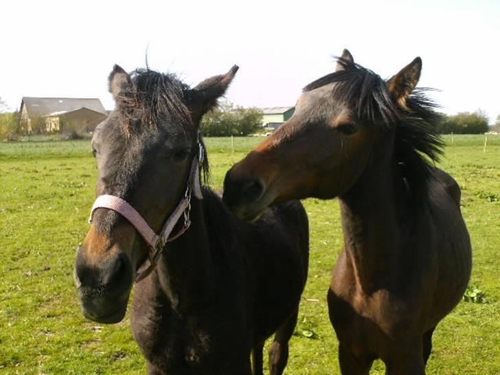 Anden særlig race Viktor billede 11