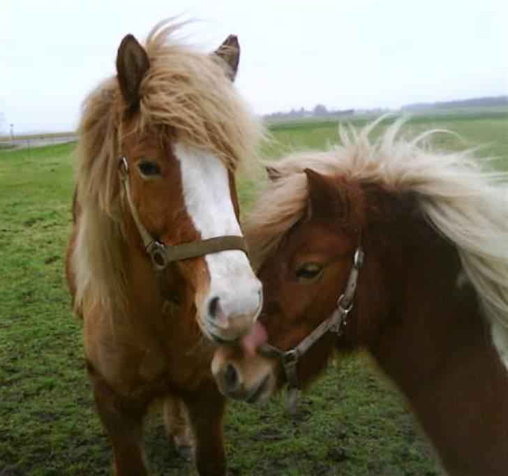 Islænder Von fra Minna-Hofi(SOLGT) billede 14