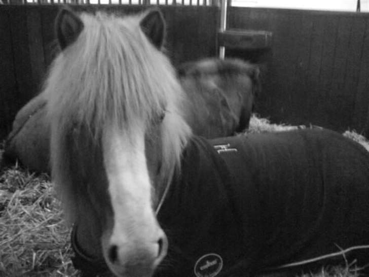 Islænder Von fra Minna-Hofi(SOLGT) billede 15