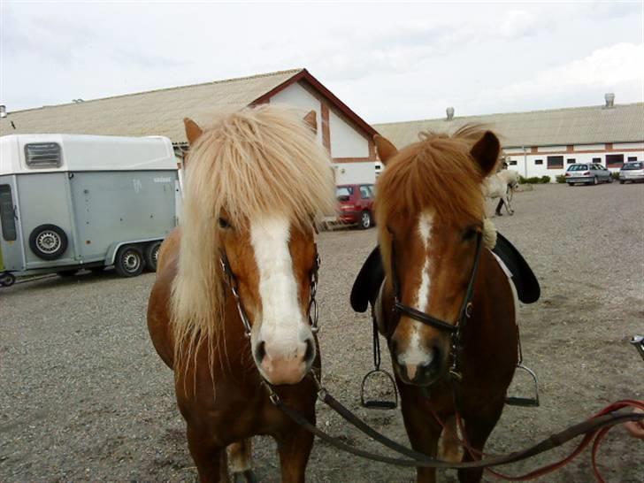 Islænder Von fra Minna-Hofi(SOLGT) billede 17