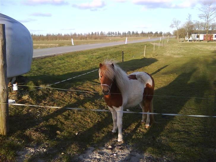 Anden særlig race Gina (SOLGT) billede 12