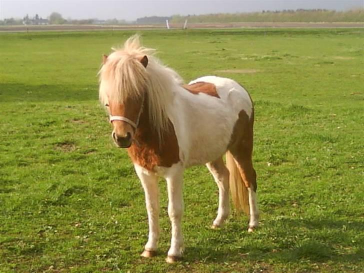 Anden særlig race Gina (SOLGT) billede 13