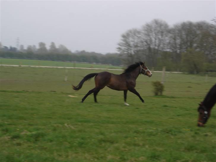 Fuldblod (XX) Papaia billede 9