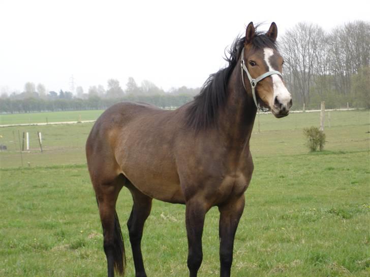 Fuldblod (XX) Papaia billede 10