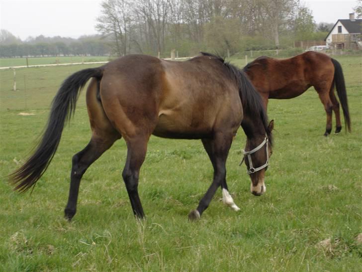 Fuldblod (XX) Papaia billede 11