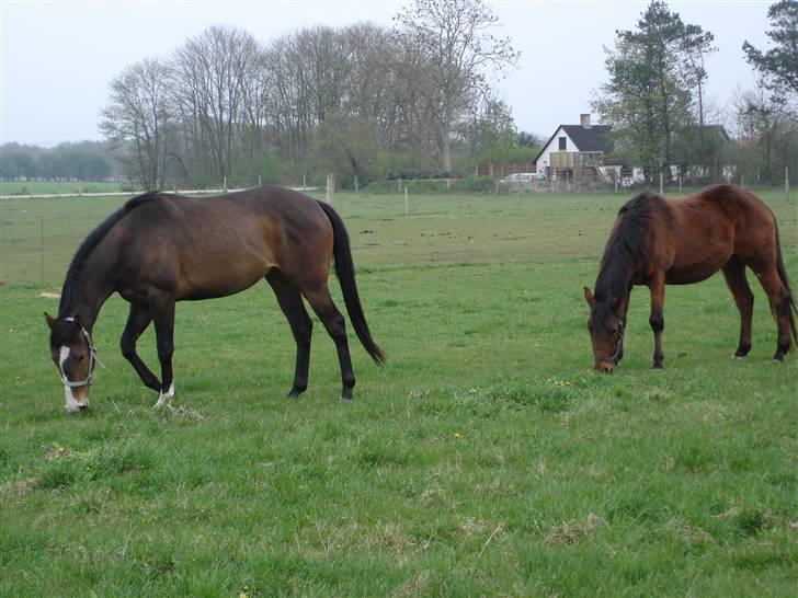 Fuldblod (XX) Papaia billede 12