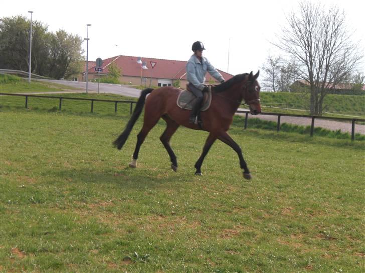 Holstener VodajoT.M 'Solgt* - du smuk! foto: talle<3 billede 17