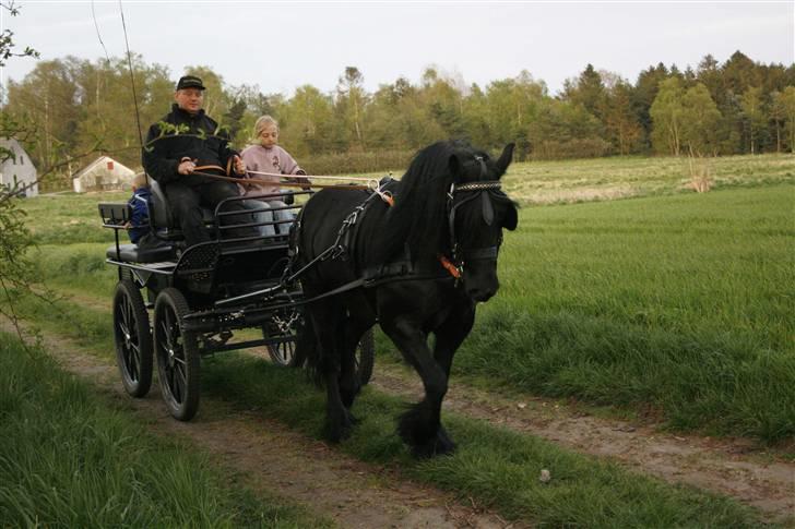 Fell pony Tunstall Jade billede 14