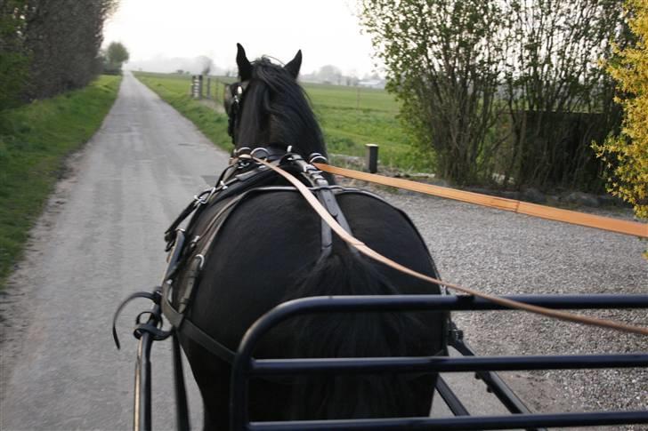 Fell pony Tunstall Jade billede 15