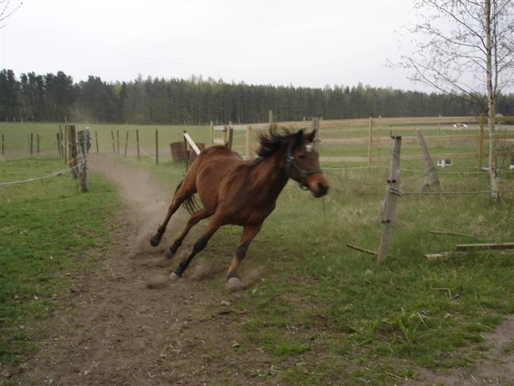 Anden særlig race Flicka - Flicka er ikke så gammel når hun skal på græsfold.. billede 1