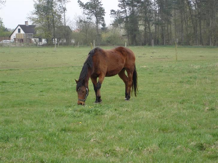 Anden særlig race Flicka billede 2