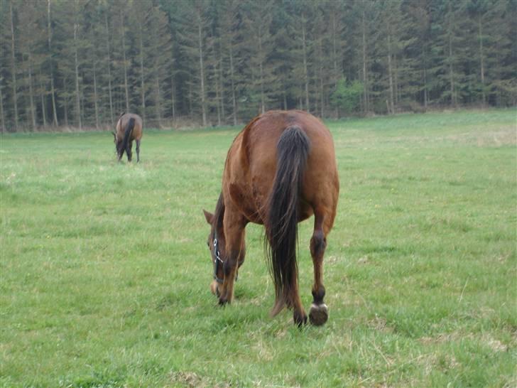 Anden særlig race Flicka billede 4