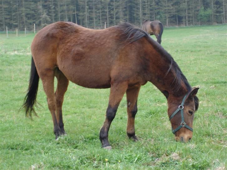 Anden særlig race Flicka billede 5