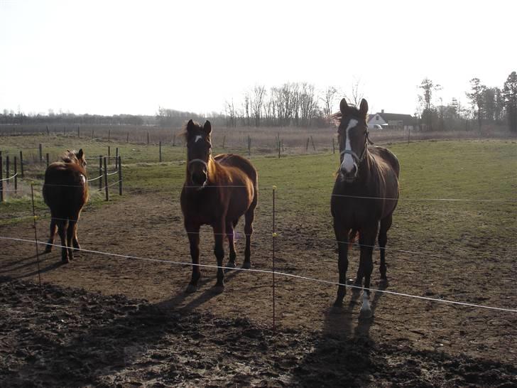 Anden særlig race Flicka - Her har hun øjne på et FØL... billede 6