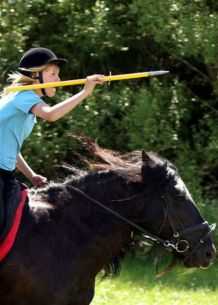 Irish Cob black magic *solgt* - det er svært at holde styr på al den hår billede 10