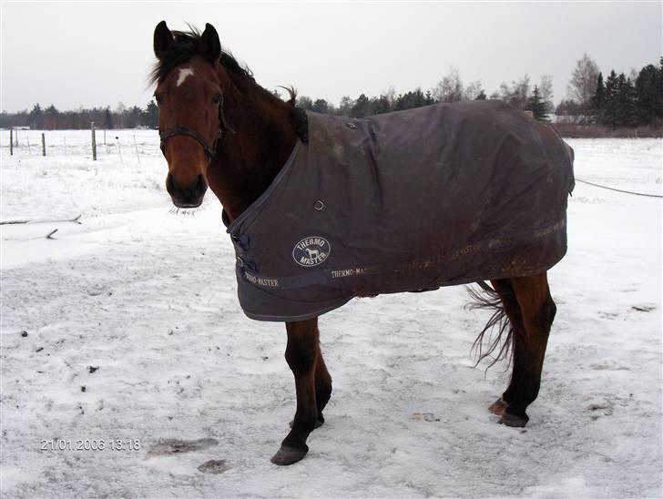 Anden særlig race Flicka billede 7