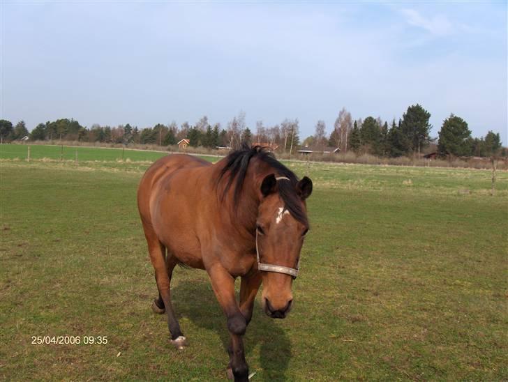Anden særlig race Flicka billede 8
