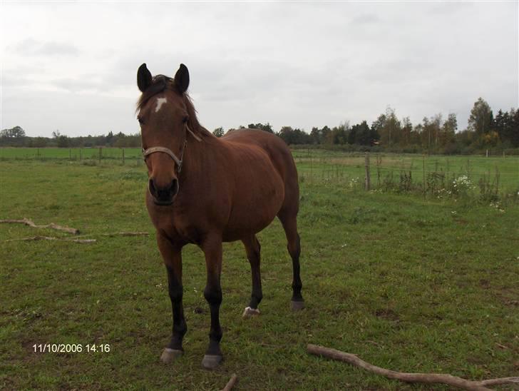 Anden særlig race Flicka - Har tendens til at blive lige lovlig rund om maven.. billede 9