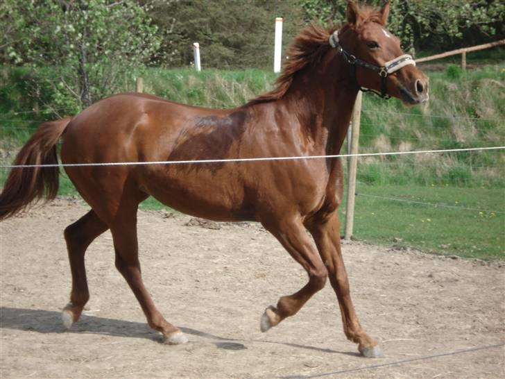 Anden særlig race Tara - På folden, løber rundt og kalder på Pontiac :] billede 14
